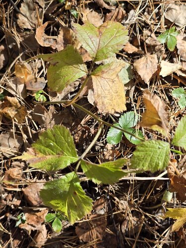 Rubus saxatilis, photograph 4