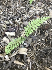 Dennstaedtia punctilobula