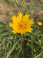 Coreopsis nuecensis