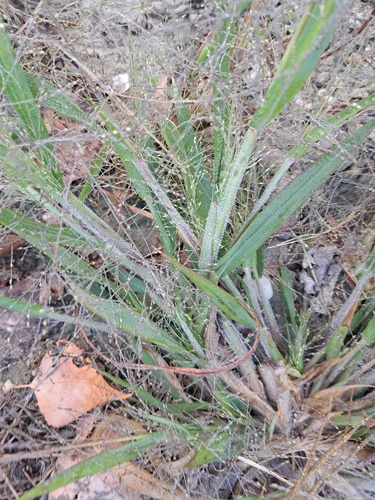 witch grass