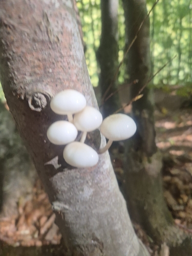 porcelain mushroom