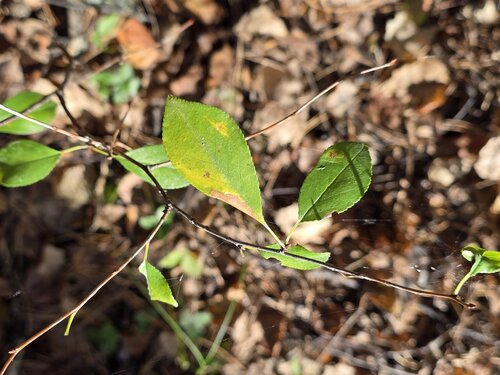 Prunus fruticosa, photograph 6