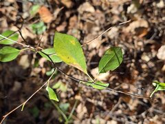 Prunus fruticosa, photograph (c) Сергей Голубев, some rights reserved (CC BY)