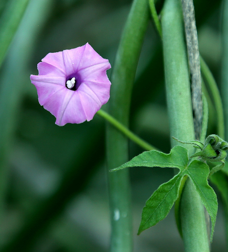 Image of Ipomoea magnusiana by (c) Wynand Uys, some rights reserved (CC BY)