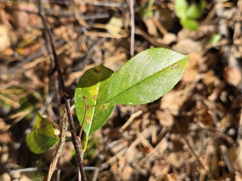 Prunus fruticosa, photograph 5