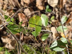 Prunus fruticosa, photograph (c) Сергей Голубев, some rights reserved (CC BY)