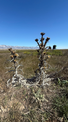 Illyrian thistle