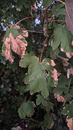 sycamore maple