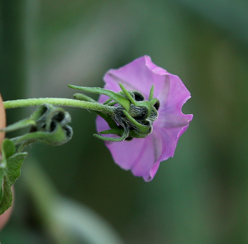 Image of Ipomoea magnusiana by (c) Wynand Uys, some rights reserved (CC BY)