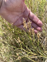 Distichlis spicata