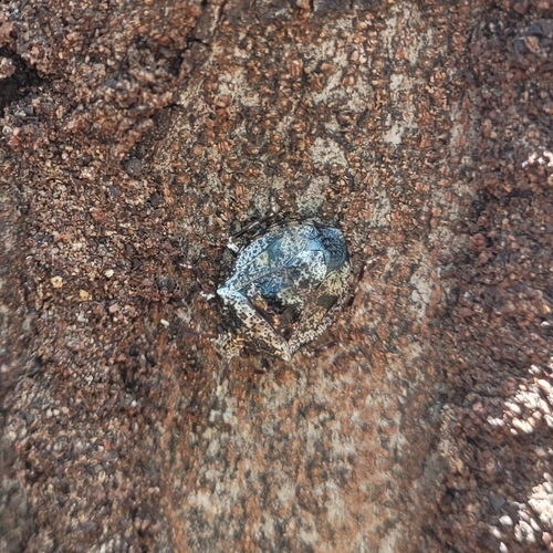 Antiteuchus mixtus
