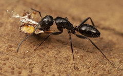 Camponotus werthi