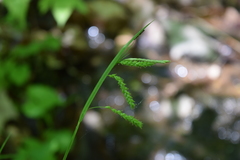 Carex gracillima