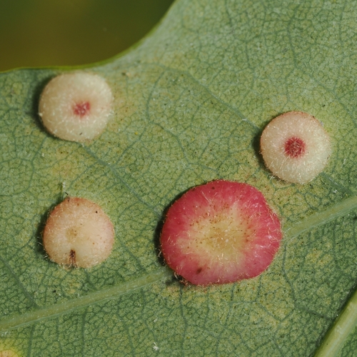 Smooth Spangle Gall Wasp