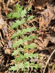 (c) Сергей Голубев, some rights reserved (CC BY) Filipendula vulgaris, photograph (c) Сергей Голубев, some rights reserved (CC BY)