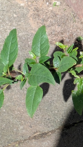 Phygelius capensis