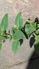 Phygelius capensis