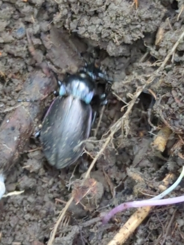 Bronze Ground Beetle