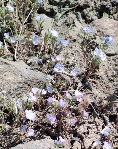 Phacelia linearis, photograph 1