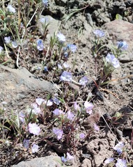 Phacelia linearis