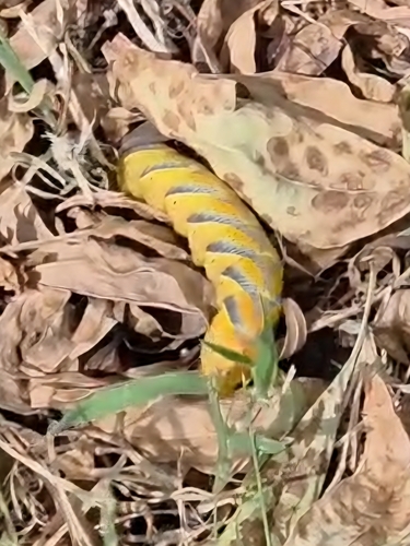 Death's Head Hawkmoth