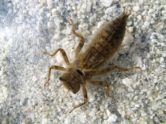 Cordulegaster boltonii