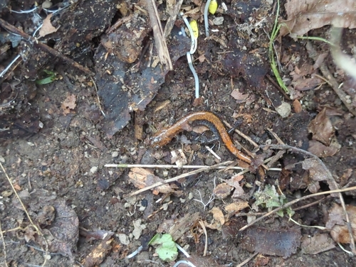 Eastern Red-backed Salamander