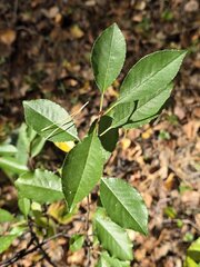 Prunus fruticosa