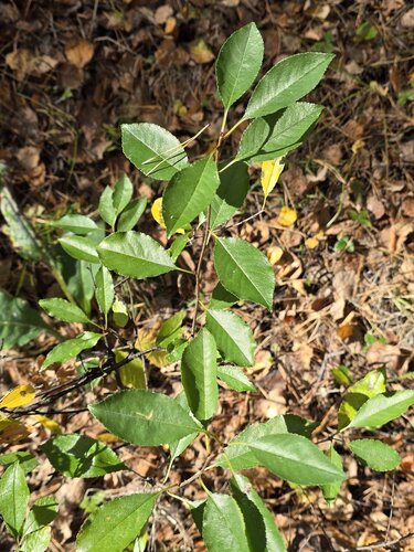 Prunus fruticosa, photograph 2