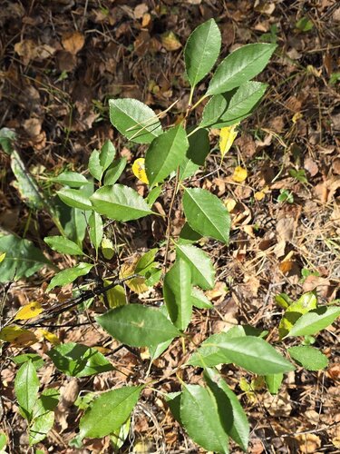 Prunus fruticosa, photograph 3