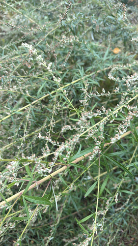 common mugwort