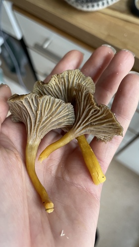 Yellowfoot