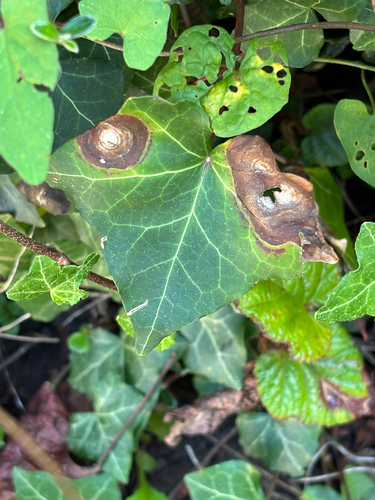 Phoma observed 2026-09-24