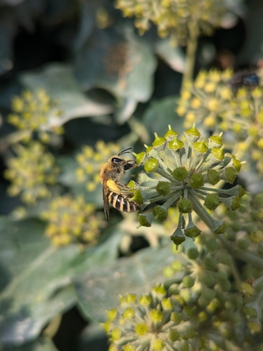 Ivy Cellophane Bee