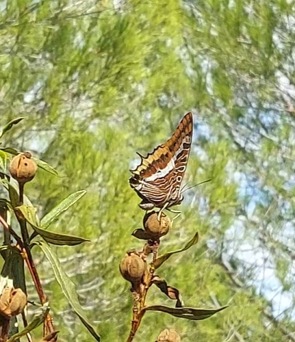 Two-tailed Pasha
