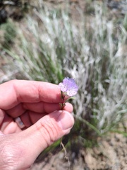 Phacelia linearis, photograph author not stated, no rights reserved