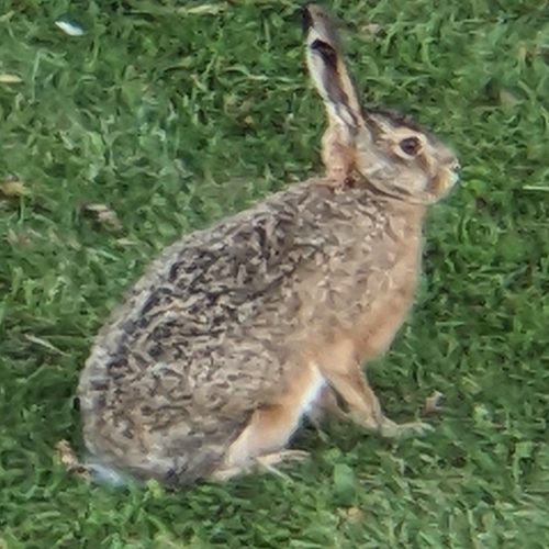 Brown Hare
