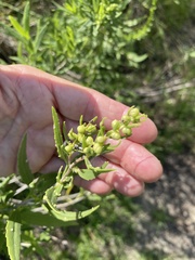 Iva frutescens
