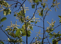 Terminalia elliptica