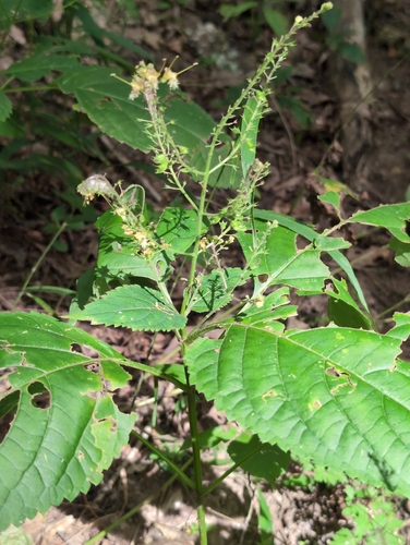Collinsonia canadensis