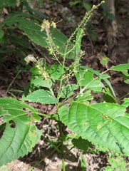 Collinsonia canadensis