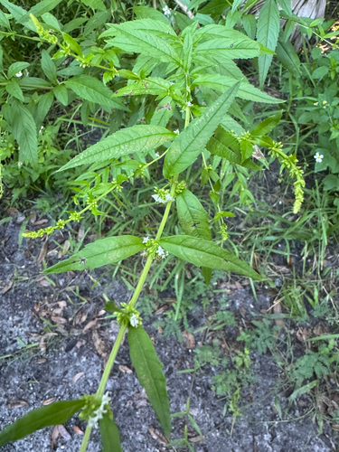 Condea verticillata observed 2026-09-26