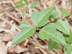 Strophostyles helvola, photograph (c) Joshua Ebright, some rights reserved (CC BY)