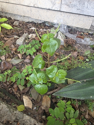 Pepper elder