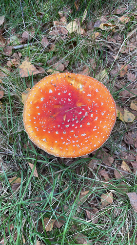 Fly Agaric