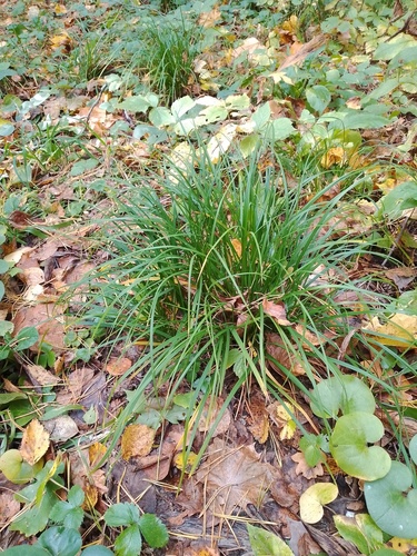 Carex digitata observed 2026-09-26
