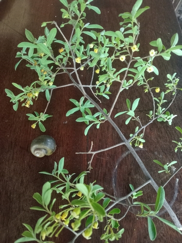Bluebush