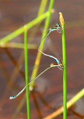 Aciagrion borneense