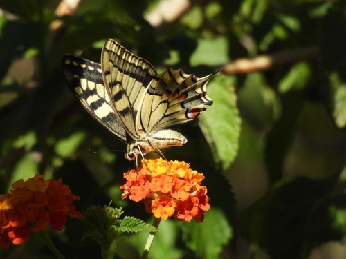 Old World Swallowtail