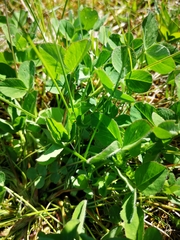Trifolium